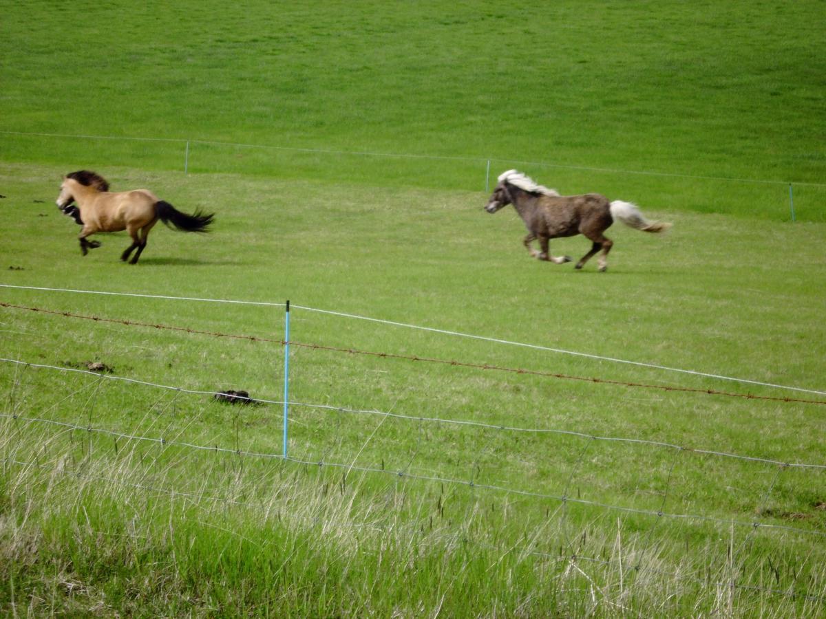 Skyggnir Bed&Breakfast Flúðir Eksteriør billede